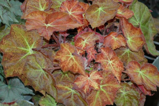 B. ‘Aztec Gold’